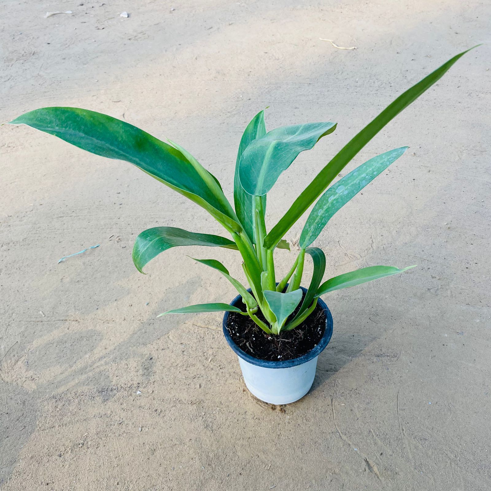 Philodendron Martianum in 4 inch Nursery Pot