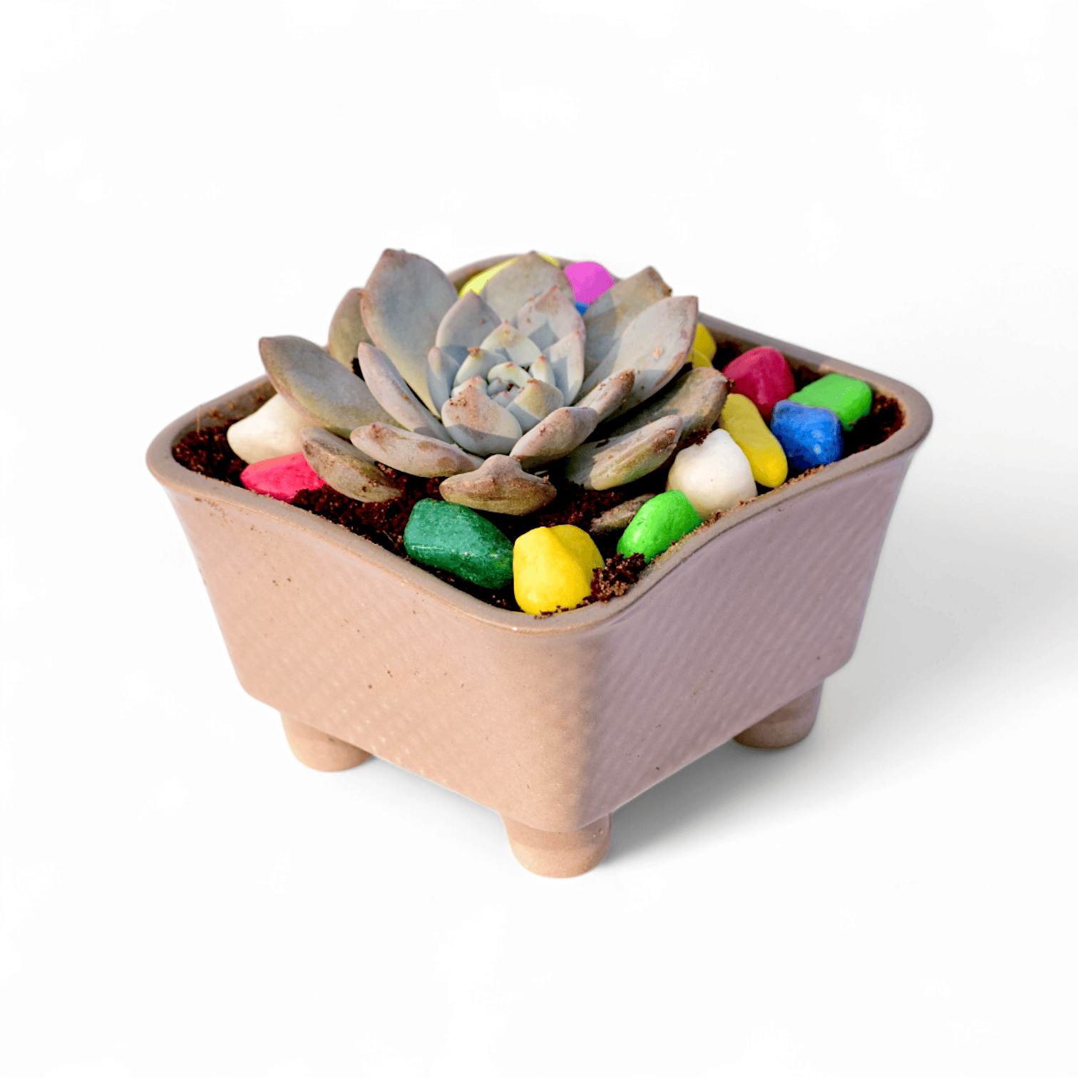 Echeveria Lilacina Succulent (Ghost Echeveria) in 5x3 Inch Grey Square Bonsai Ceramic Tray