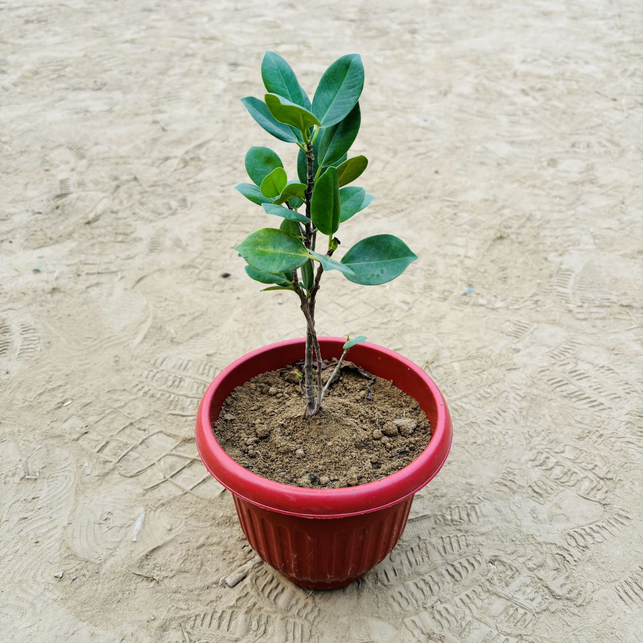 Ficus Panda in 8 Inch Terracotta Red Olive Plastic Pot