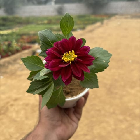 Dahlia Dwarf (any colour) in 4 Inch White Nursery Pot