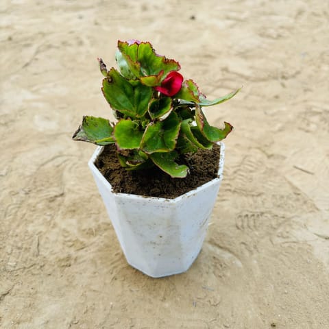 Begonia Red in 4 Inch White Premium Diamanti Plastic Pot