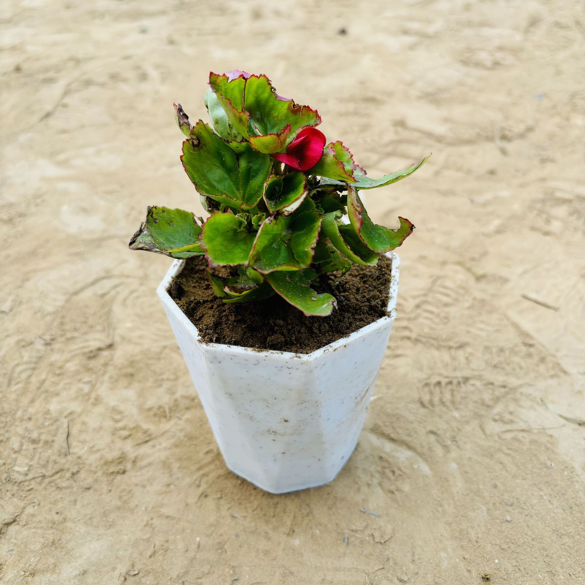 Begonia Red in 4 Inch White Premium Diamanti Plastic Pot