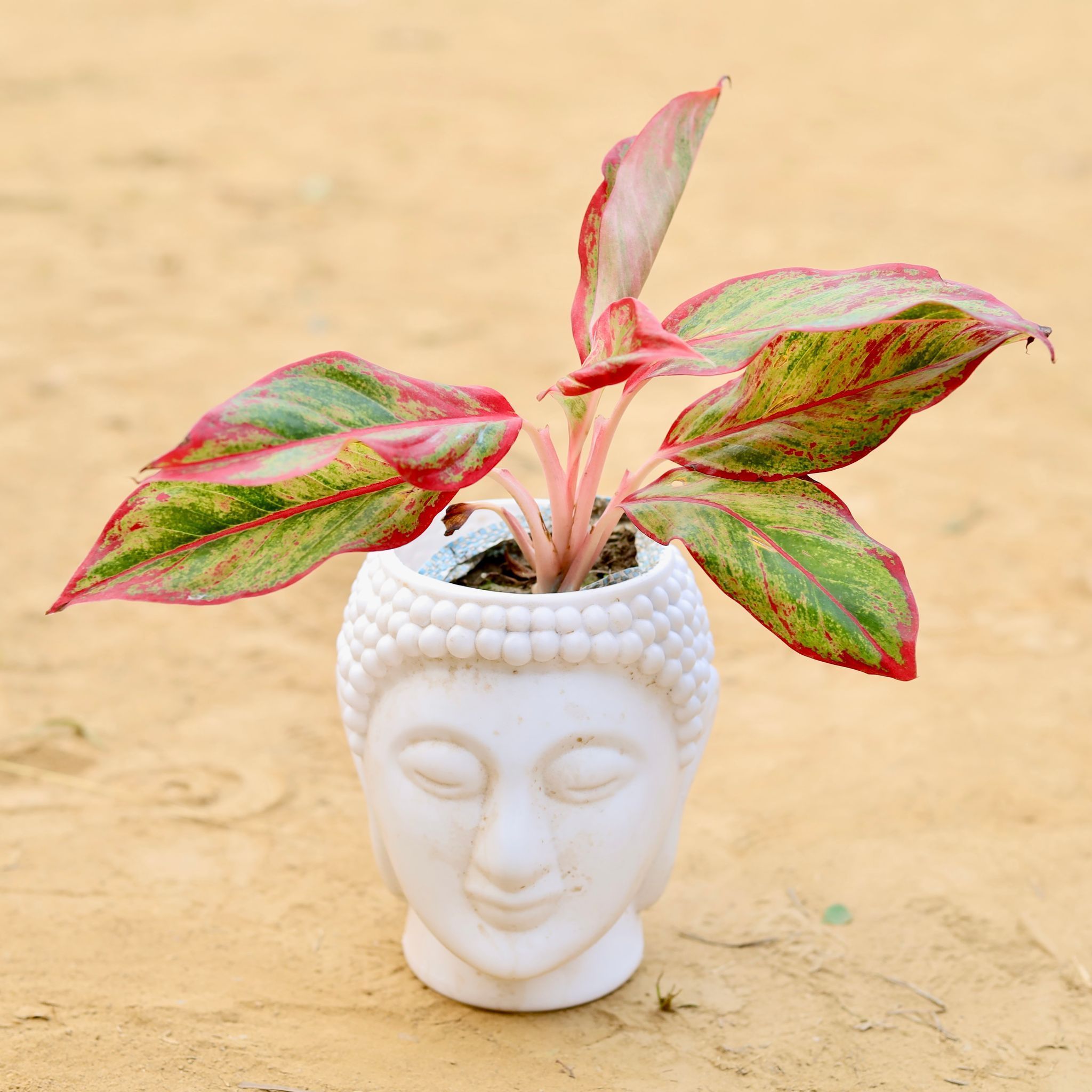 Aglaonema Lipstick in 6 Inch White Premium Buddha Plastic Pot