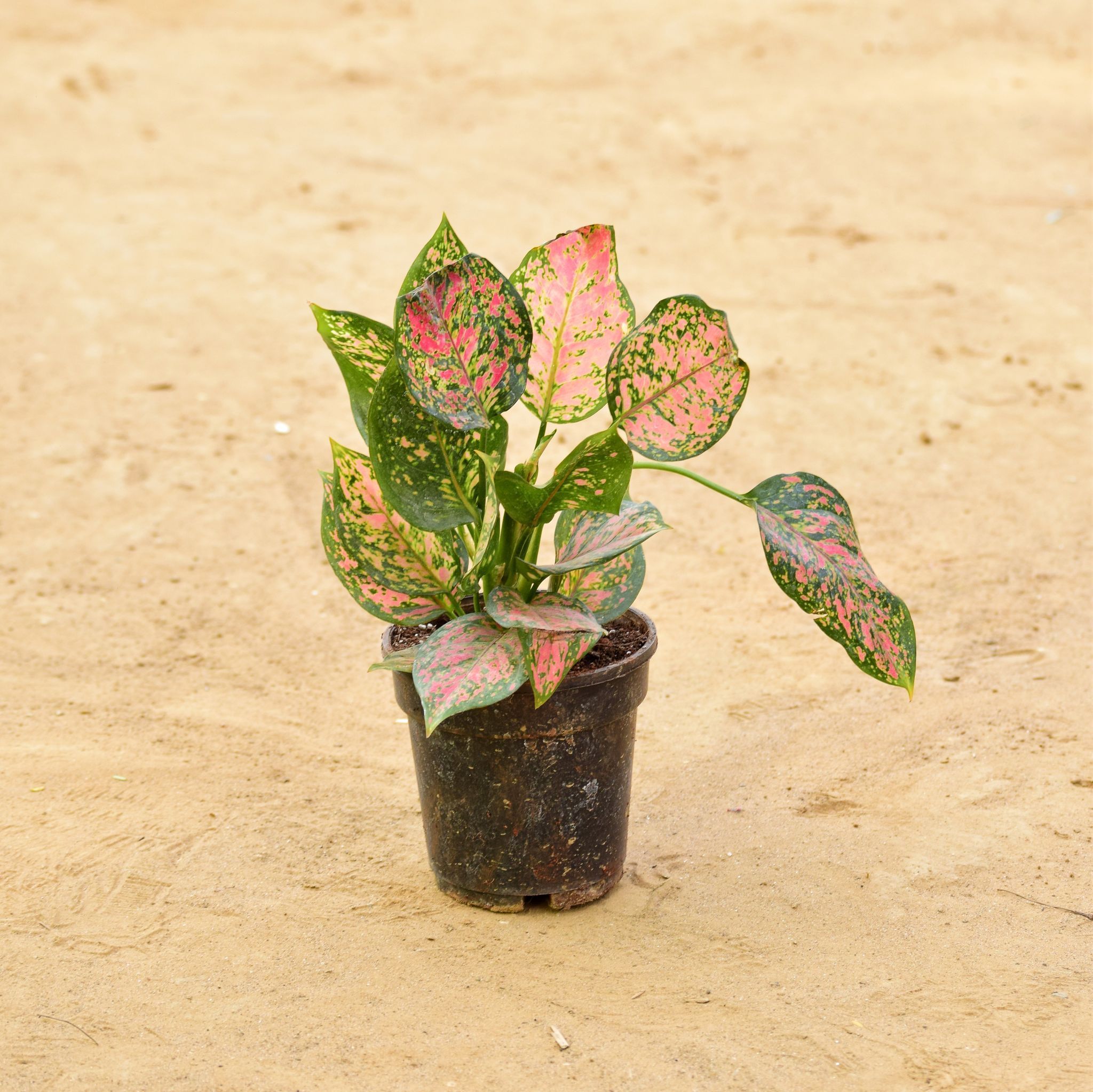 Aglaonema Anjamani in 5 Inch Nursery Pot