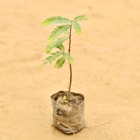 Amla in 3 Inch Nursery Bag