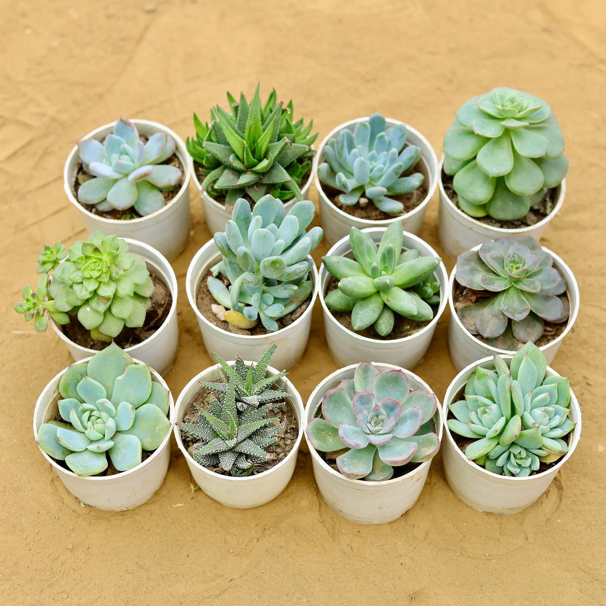 Set of 12 - Assorted Succulents in 3 Inch Nursery Pot