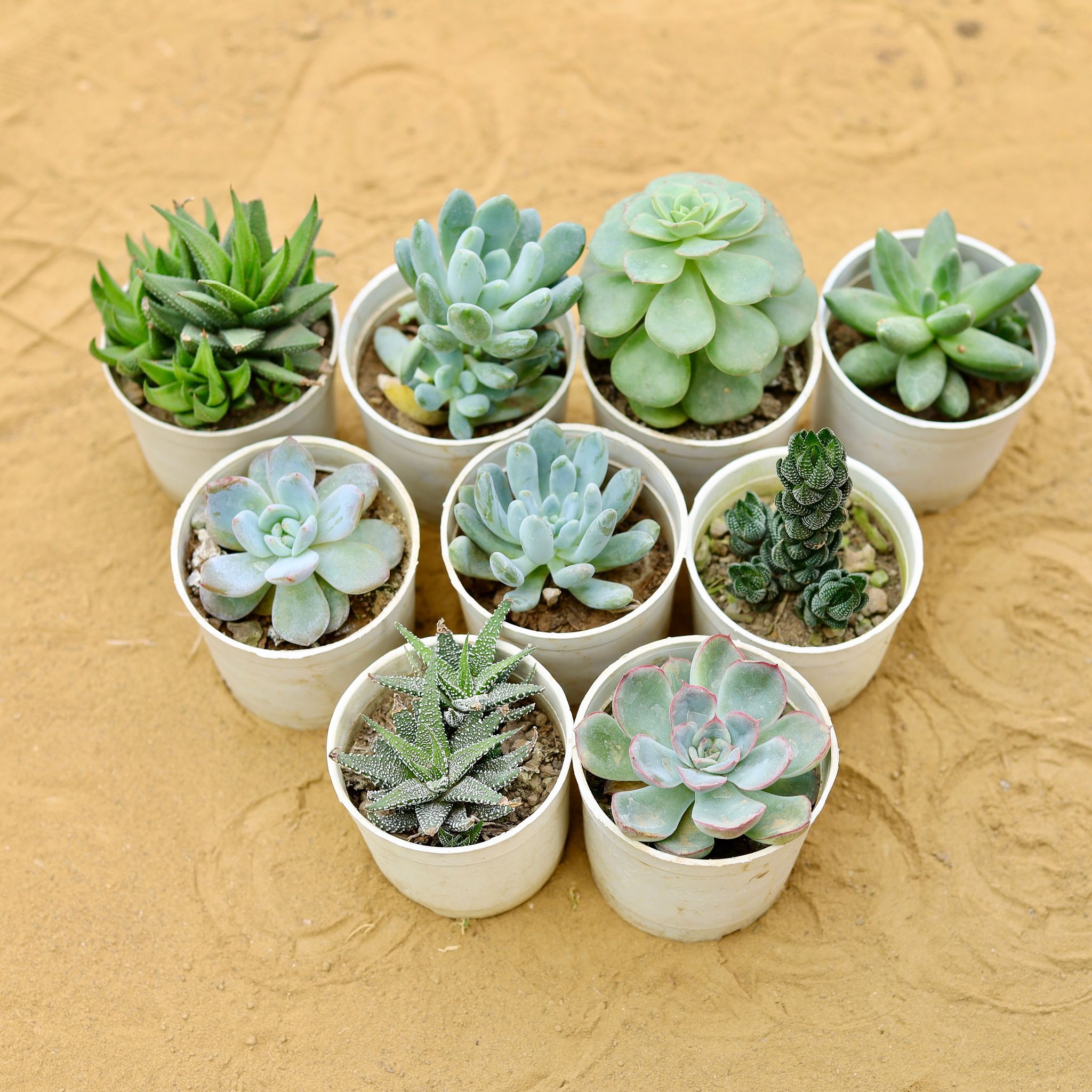 Set of 9 - Assorted Succulents in 3 Inch Nursery Pot