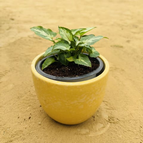 Syngonium Yammi in 4 Inch Live Plant Yellow Tribal Themed Handmade Taper Ceramic Pot - Minimalist Glossy Succulent Pot, Indoor Flower Pot for Home and Office Decor