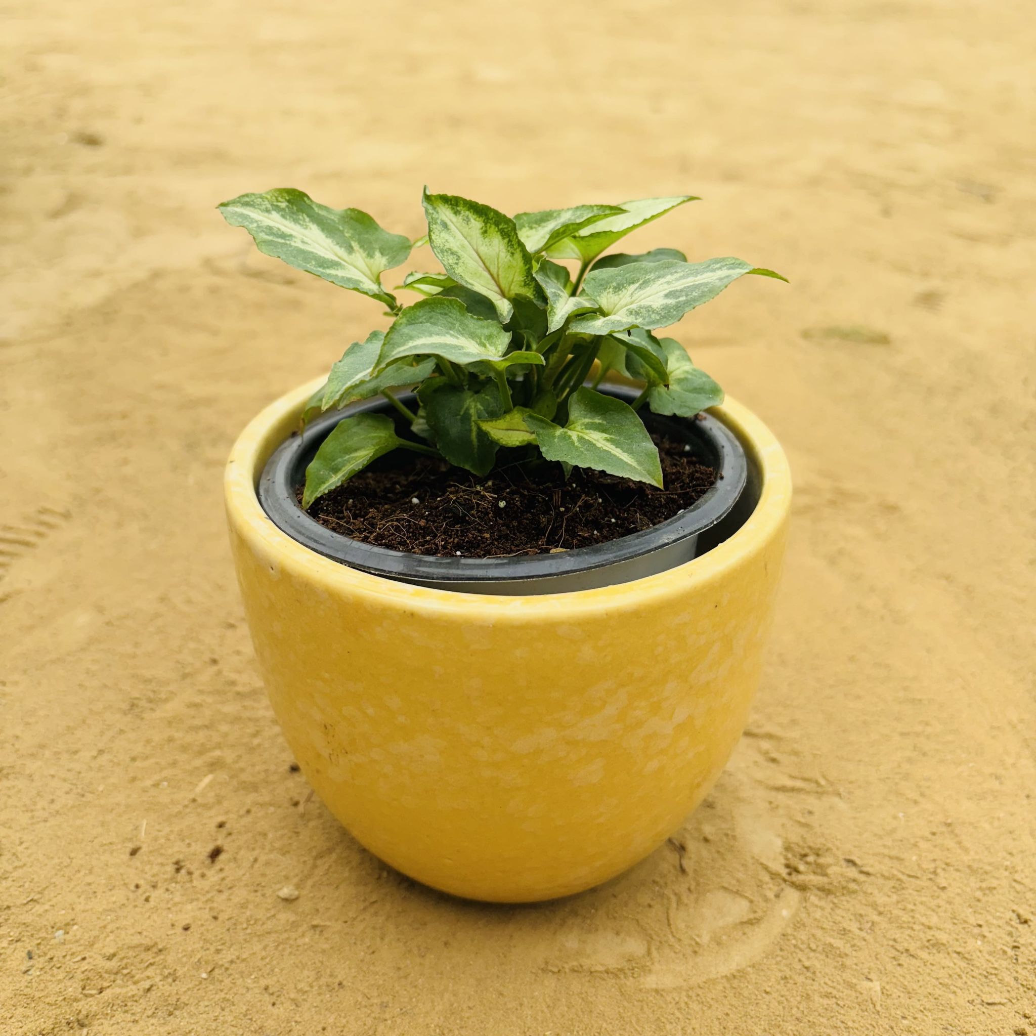 Syngonium Yammi in 4 Inch Yellow Tribal Themed Handmade Taper Ceramic Pot - Minimalist Glossy Succulent Pot, Indoor Flower Pot for Home and Office Decor