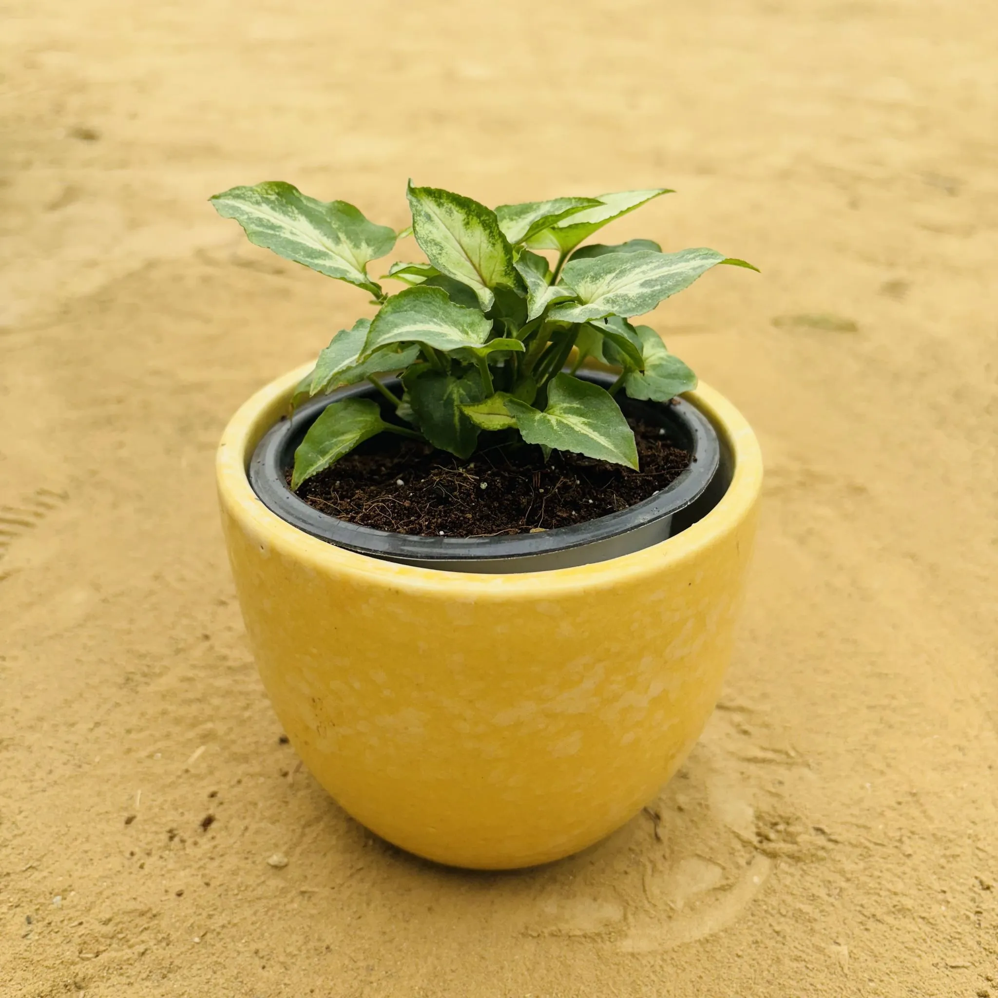 Syngonium Yammi in 4 Inch Yellow Tribal Themed Handmade Taper Ceramic Pot - Minimalist Glossy Succulent Pot, Indoor Flower Pot for Home and Office Decor