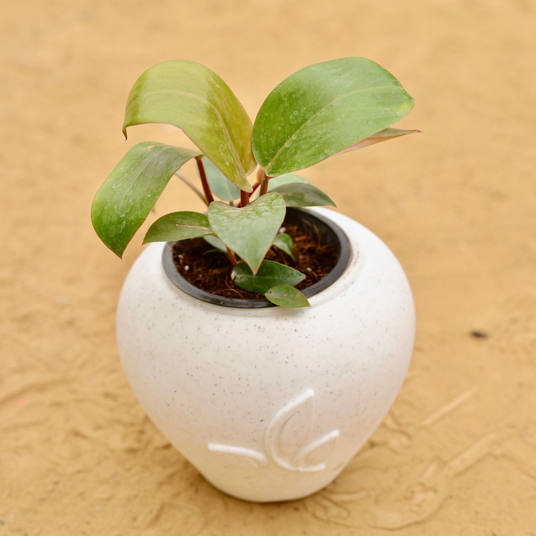 Philodendron Red in 7 Inch Plain White Premium Apple Leaf Plastic Pot