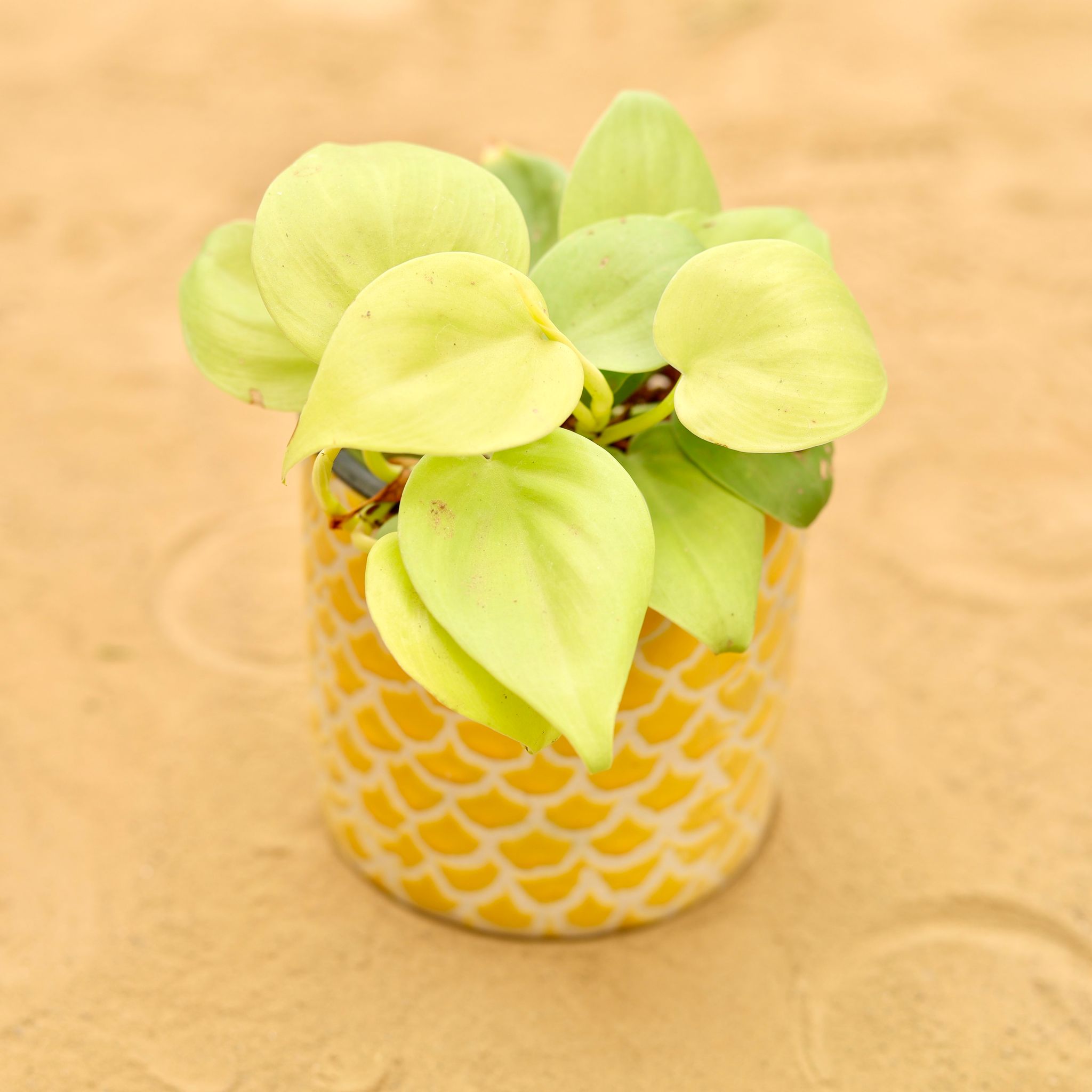 Oxycardium Golden in 4 Inch Yellow Fishscale Textured Cylindrical Ceramic Pot