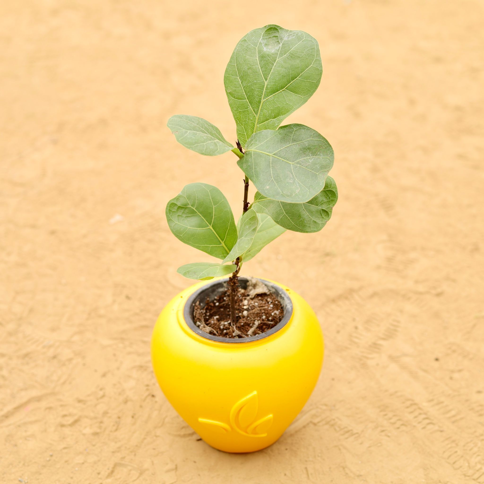 Fiddle Leaf Fig / Ficus Lyrata in 7 Inch Yellow Premium Apple Leaf Plastic Pot