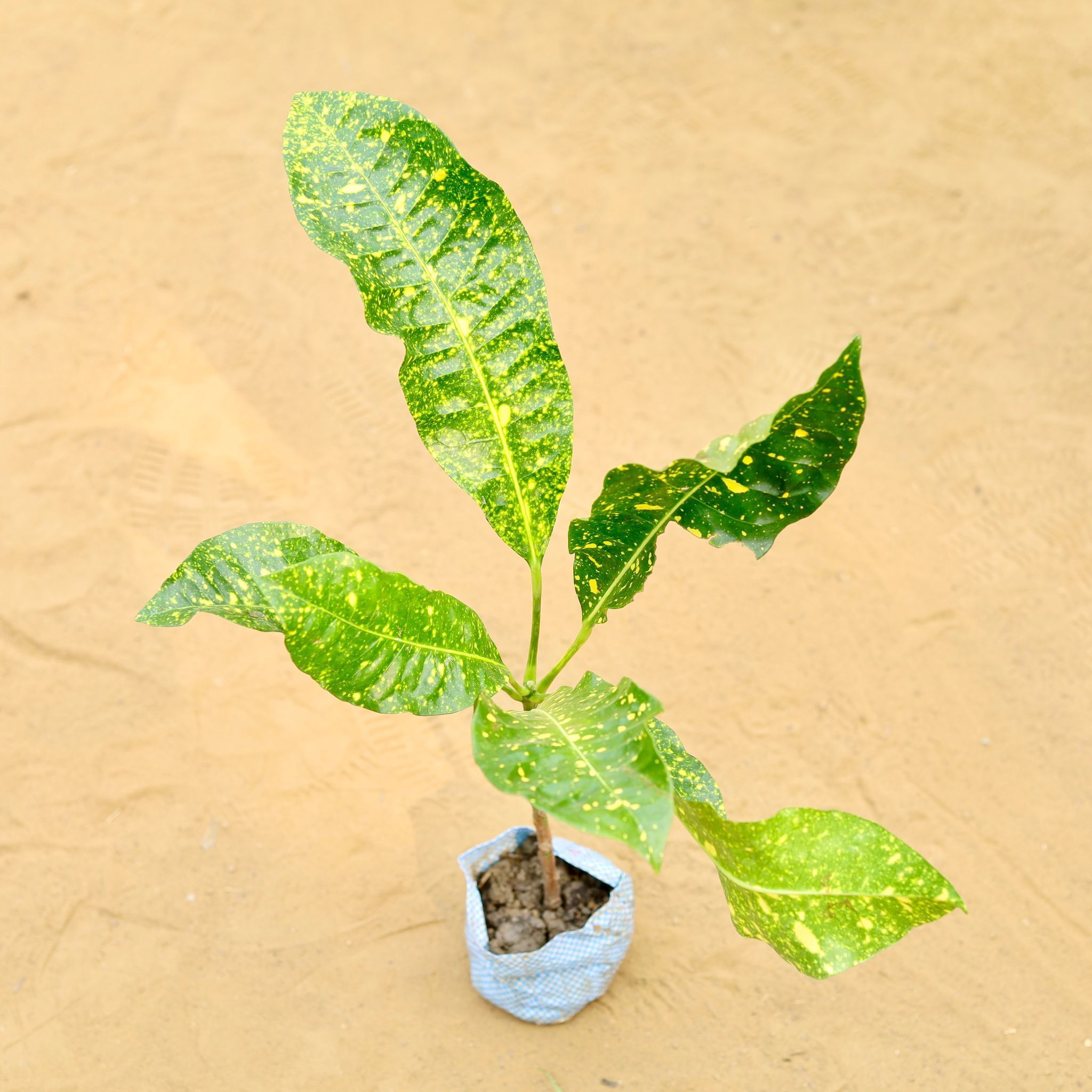 Croton Iceton Yellow in 3 inch Nursery Bag