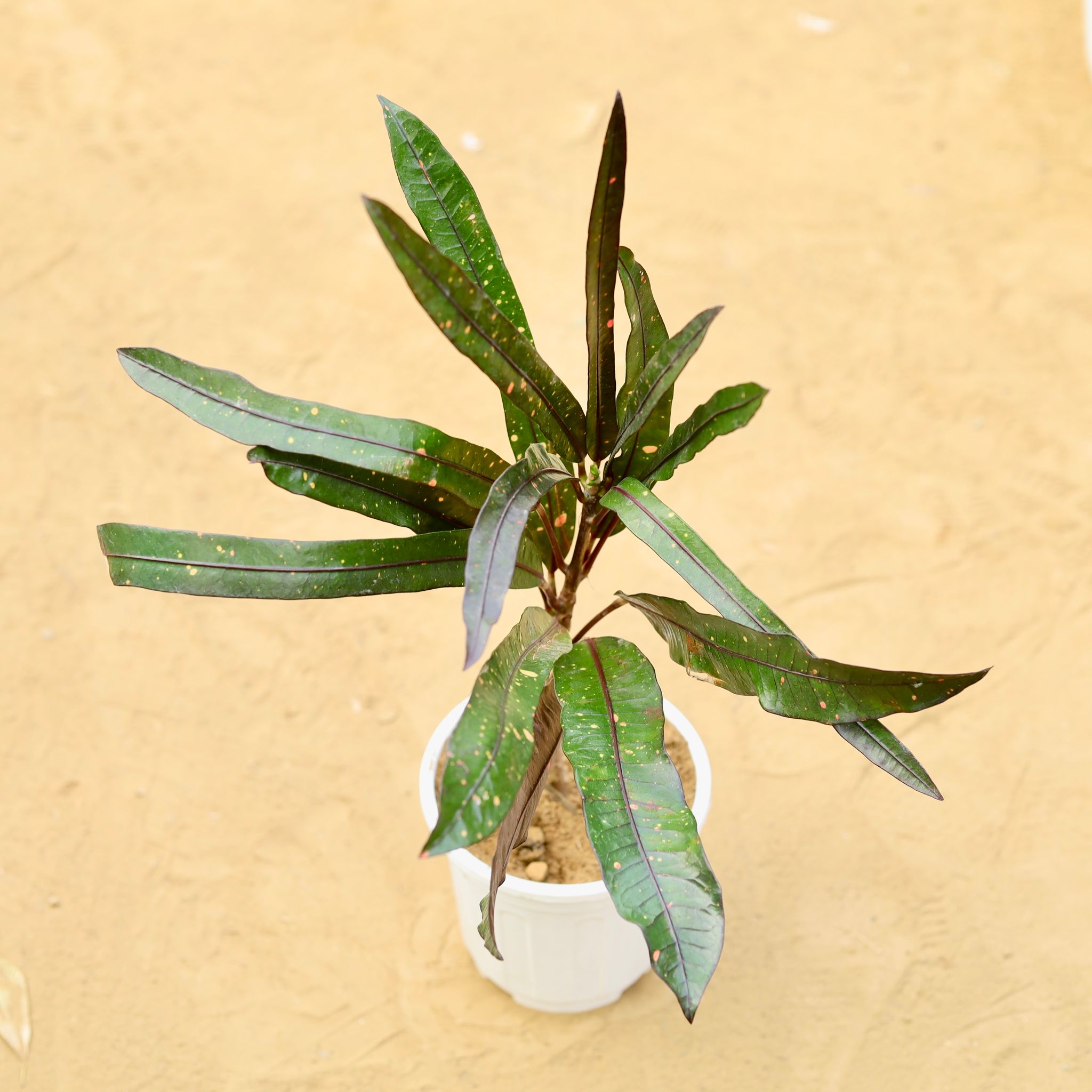 Croton Black Beauty in 6 inch White Super Nursery Pot