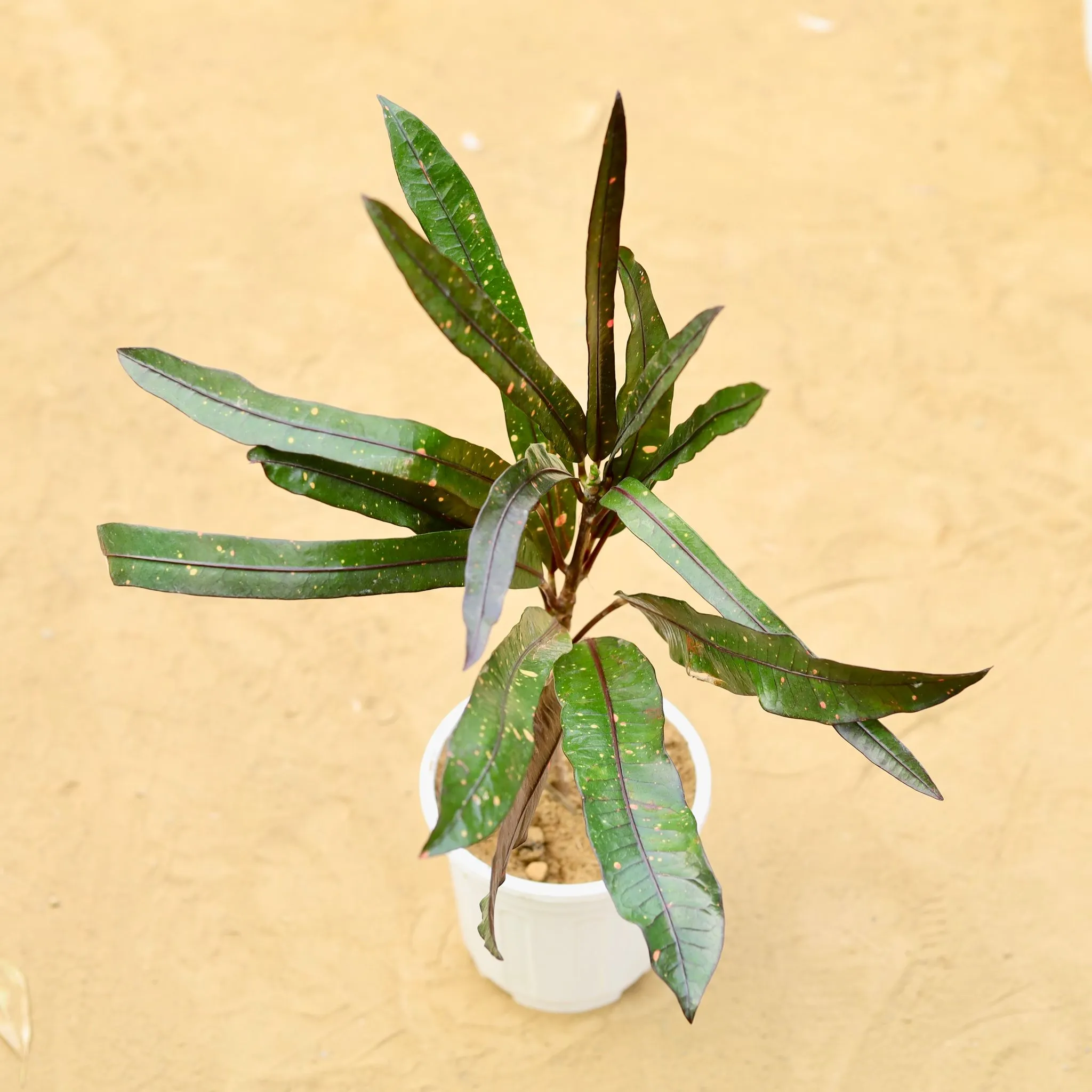 Croton Black Beauty in 6 inch White Super Nursery Pot