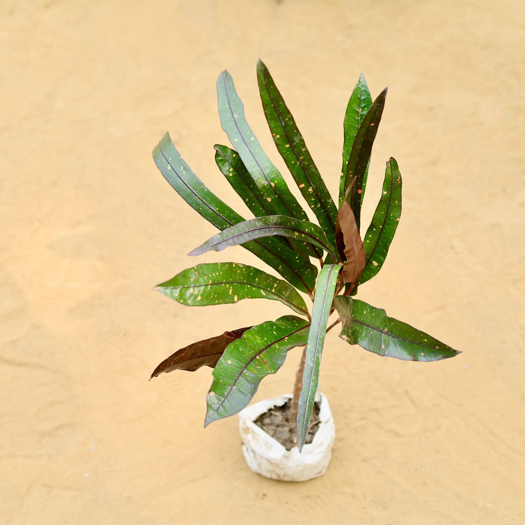 Croton Black Beauty in 3 inch Nursery Bag