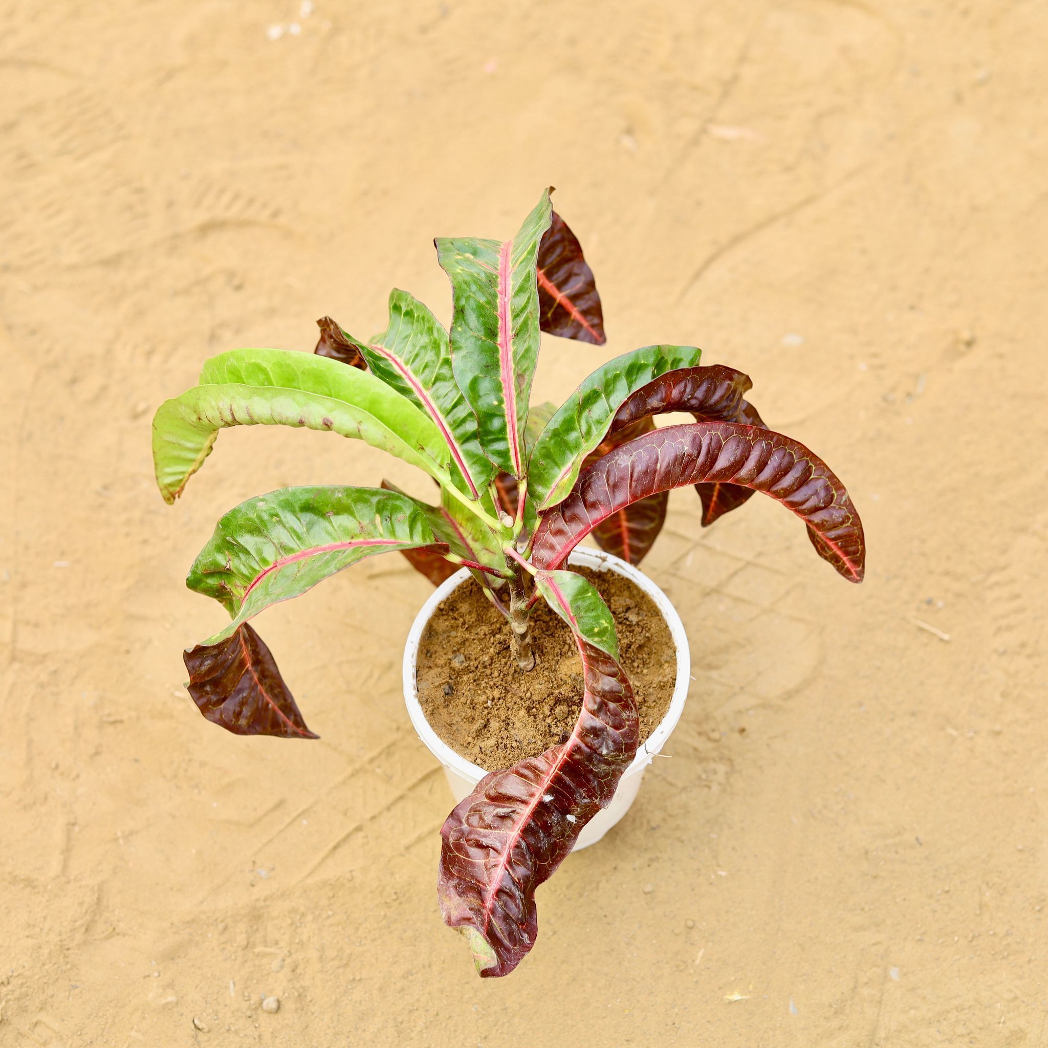 Croton Banana in 4 inch White Nursery Pot