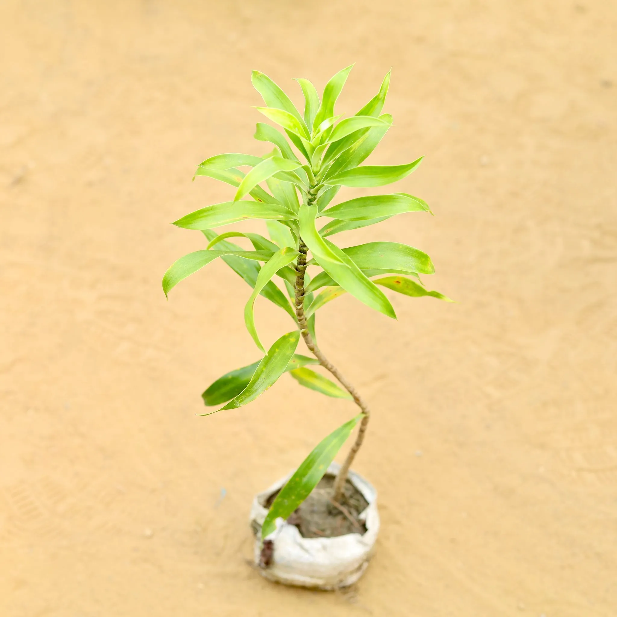Dracaena Massenger Vareigated in 4 Inch Nursery Bag
