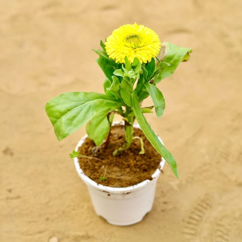 Calendula (Any Colour) in 4 inch White Nursery Pot