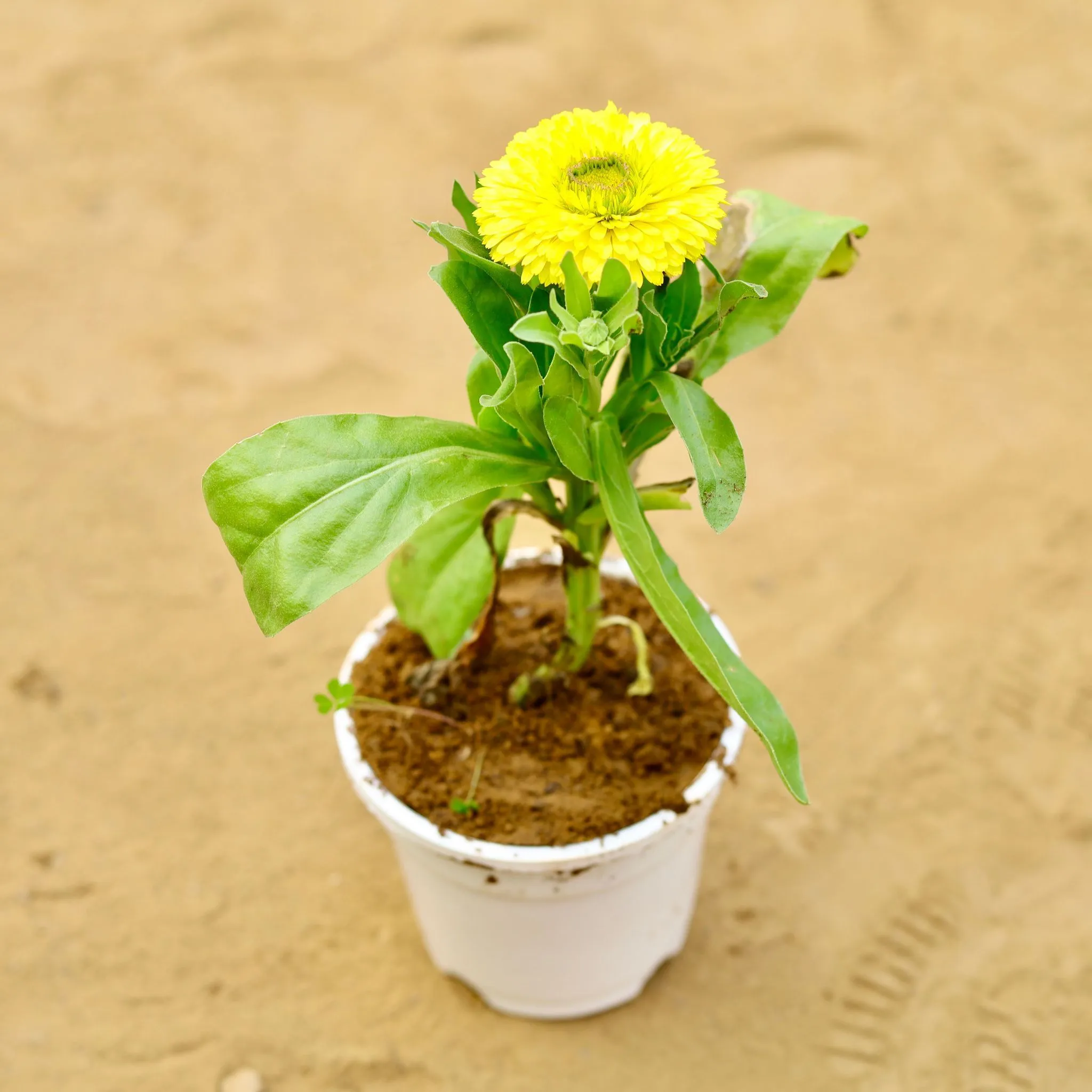Calendula (Any Colour) in 4 inch White Nursery Pot