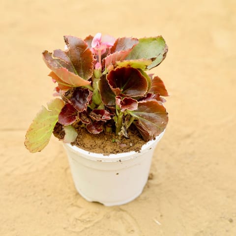 Begonia (Any Colour) in 4 inch White Nursery Pot
