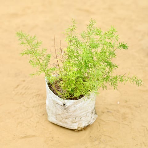 Asparagus in 3 inch Nursery Bag