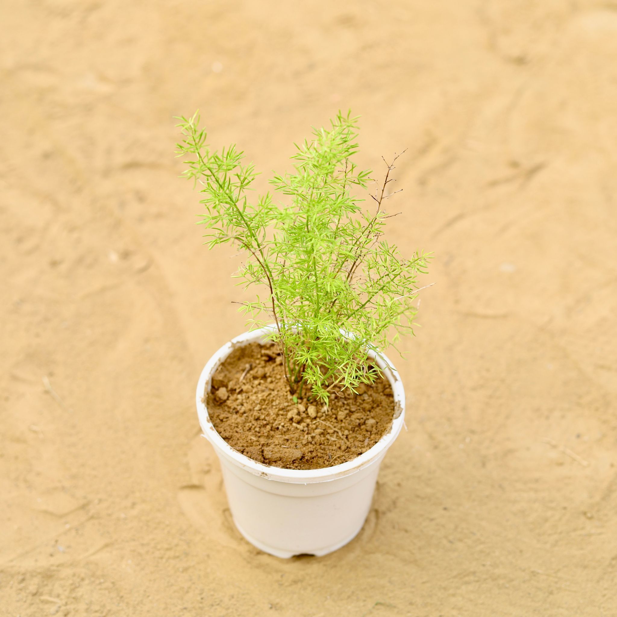 Asparagus in 4 inch White Nursery Pot