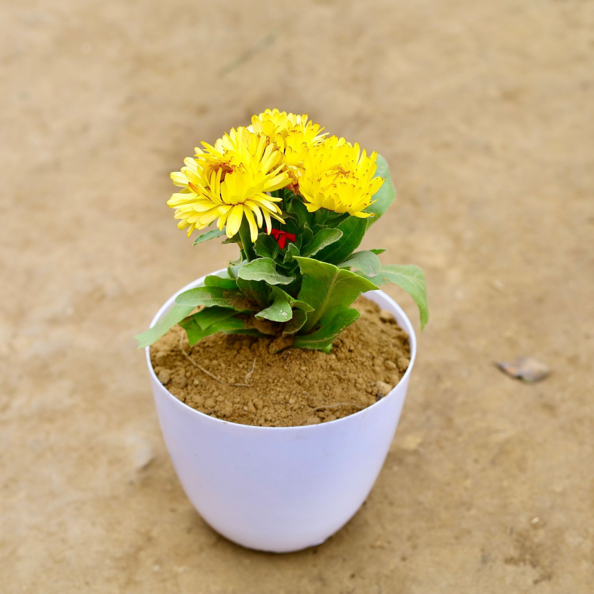 Calendula (any colour) in 6 Inch White Premium Orchid Plastic Pot
