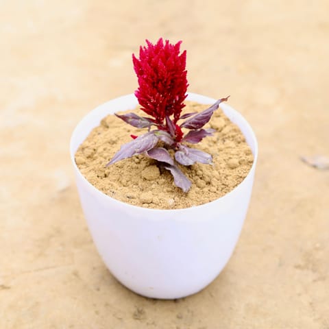 Celosia Red in 6 Inch White Premium Orchid Plastic Pot