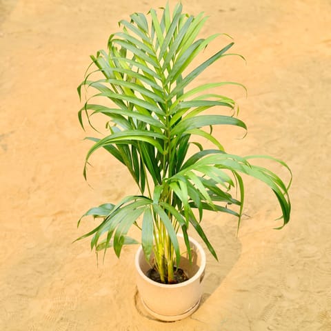 Areca Palm (~ 3.5 Ft) in 08 X 08 Inch Sandstone Premium Convessa Fiberglass Planter - Durable Large Size Decoratiive Fiber Pot For Indoor Outdoor Plants With 5 Year Warranty