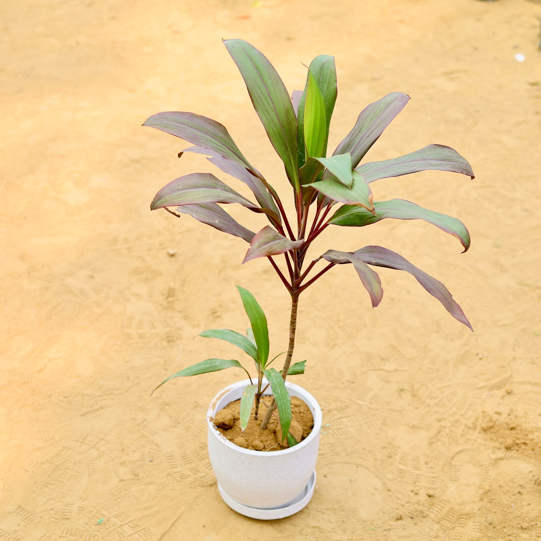 Dracaena Cordyline Red (~ 2 Ft) in 08 X 08 Inch White Premium Convessa Fiberglass Planter - Durable Large Size Decoratiive Fiber Pot For Indoor Outdoor Plants With 5 Year Warranty