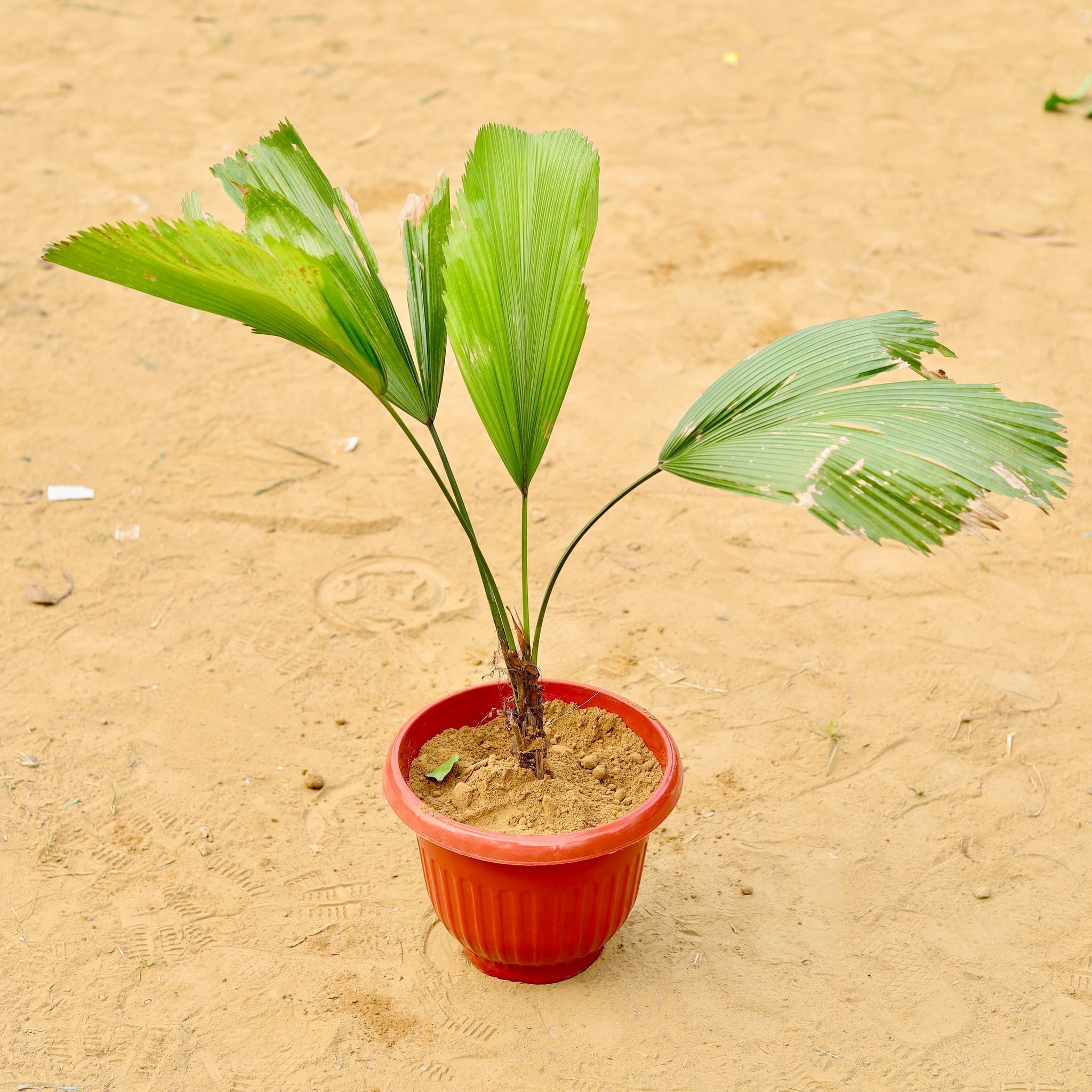 Ruffled Fan / China Palm (~ 2 Ft) in 8 Inch Terracotta Red Olive Plastic Pot