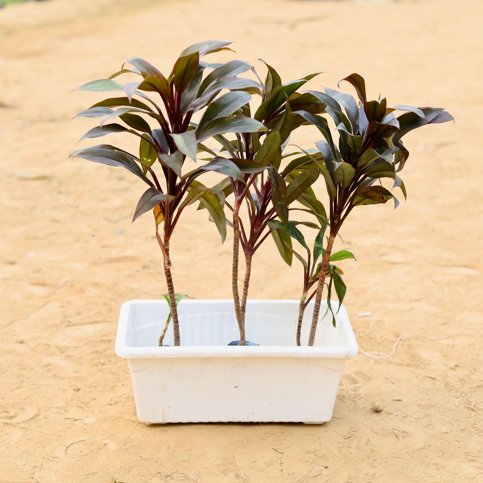 Three Dracaena Mysore Ruby in 14 Inch White Premium Jupiter Rectangular Window Planter