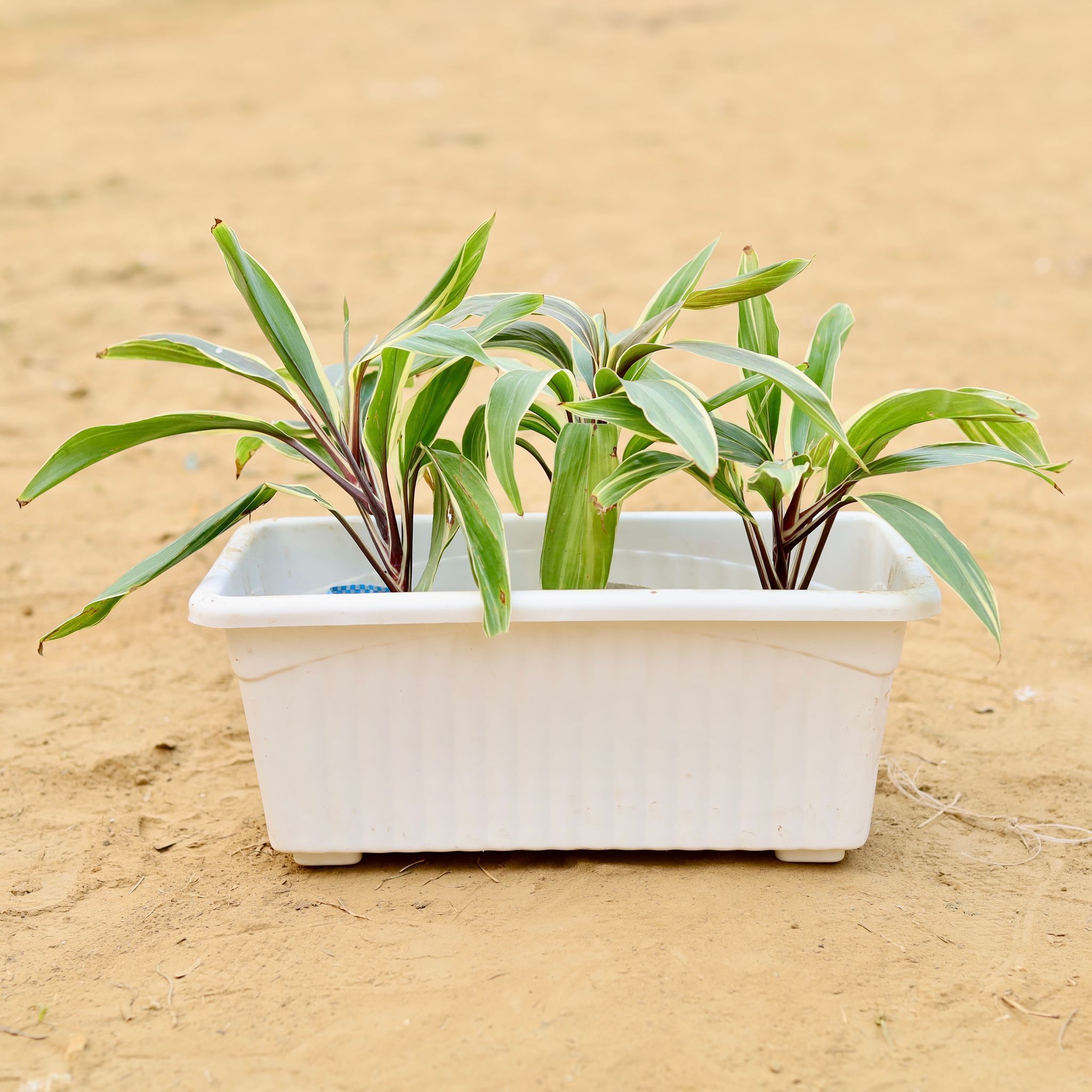 Three Dracaena Cordyline White in 14 Inch White Premium Jupiter Rectangular Window Planter