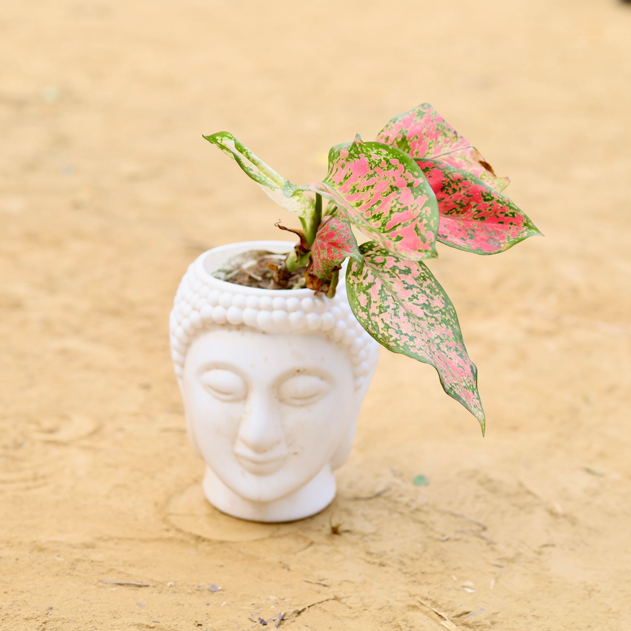 Aglaonema Red Ruby in 6 Inch White Premium Buddha Plastic Pot