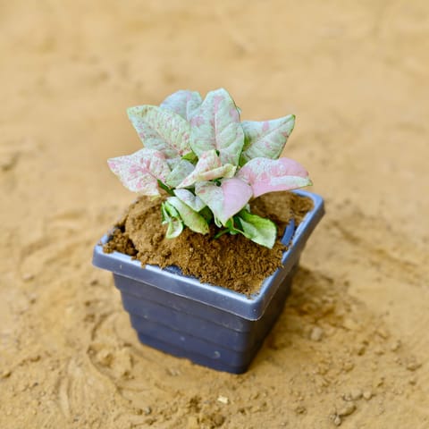 Rare Syngonium Pink Spot / Candyfloss in 4 Inch Grey Premium Orchid Square Plastic Pot