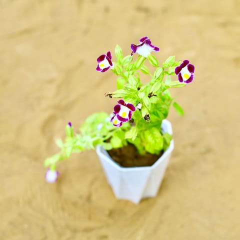 Wishbone / Torenia (Any Colour) in 4 Inch White Premium Diamanti Plastic Pot