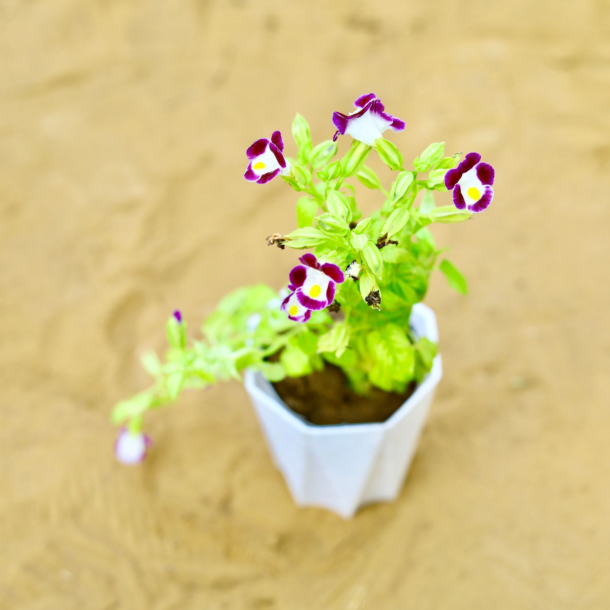 Wishbone / Torenia (Any Colour) in 4 Inch White Premium Diamanti Plastic Pot