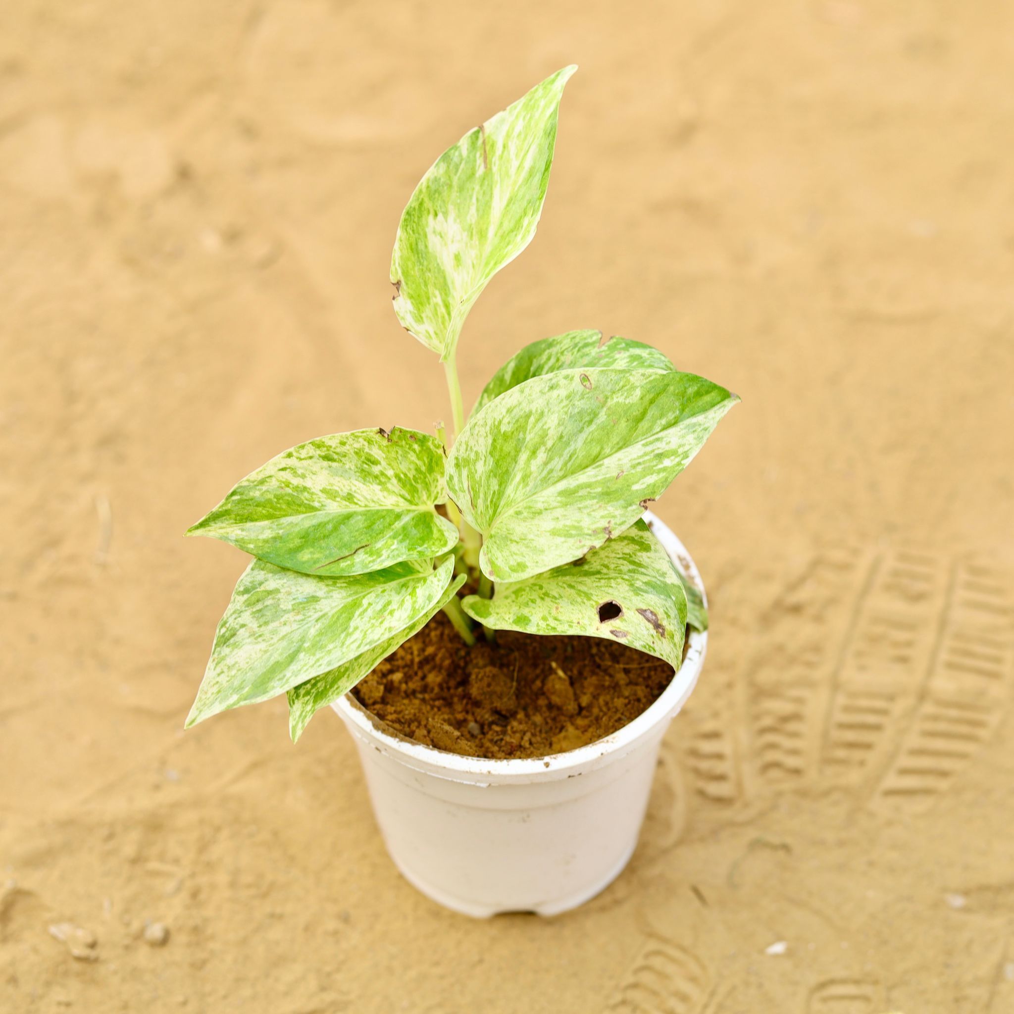 Money Plant Marble in 4 inch White Nursery Pot