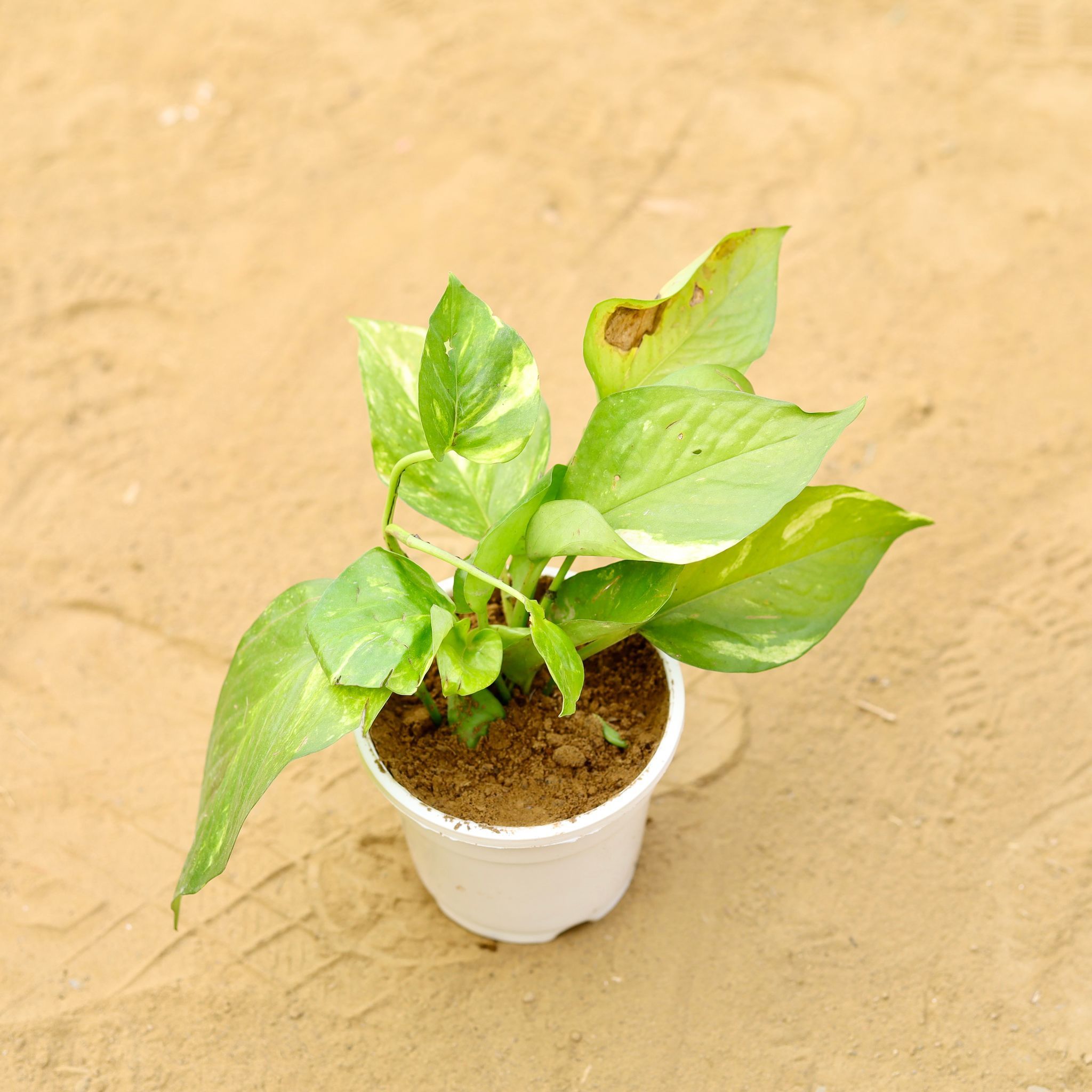 Money Plant Desi in 4 inch White Nursery Pot