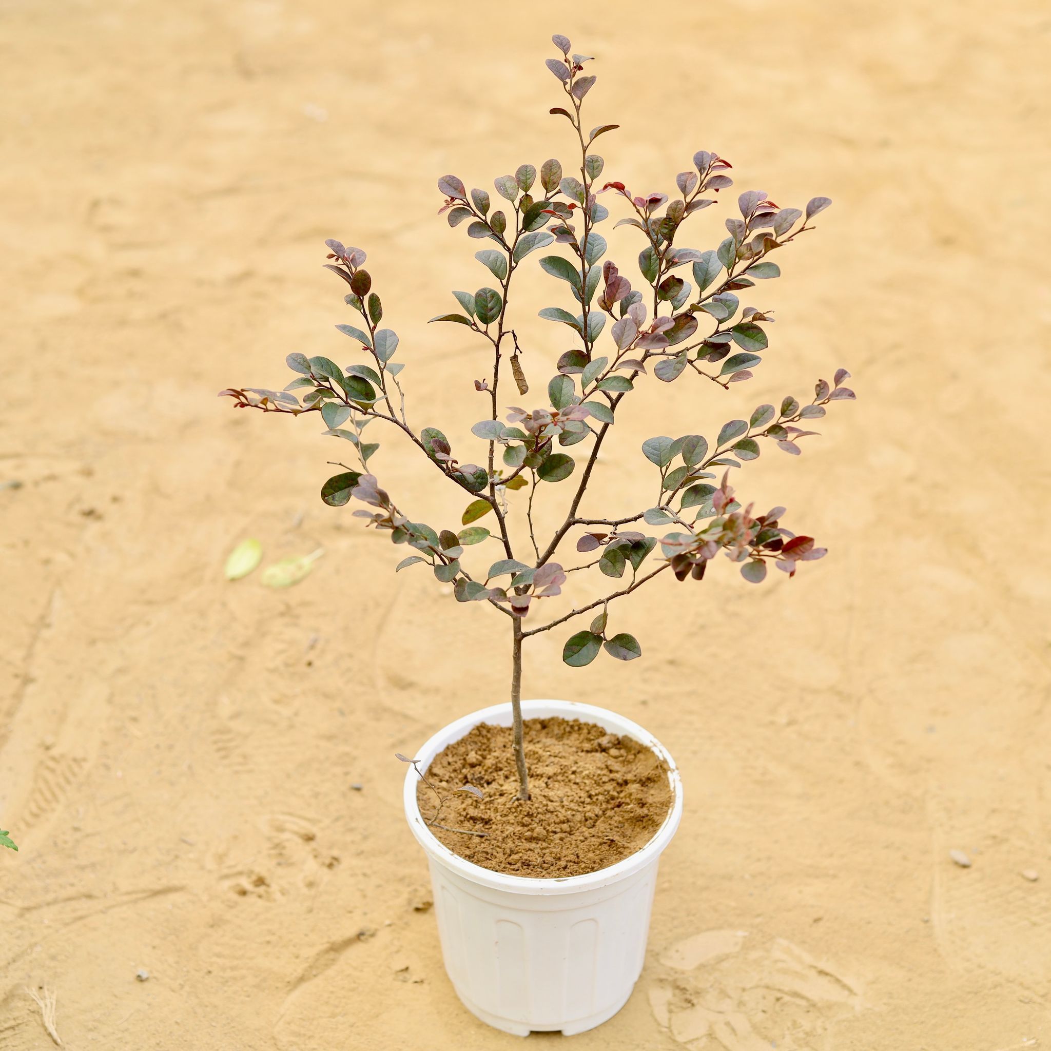 Loropetalum in 6 inch White Super Nursery Pot