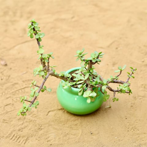 Jade in 3 inch Green Mini Handmade Matki Ceramic Pot  Minimalist Glossy Succulent Pot, indoor Flower Pot For Home And office D cor
