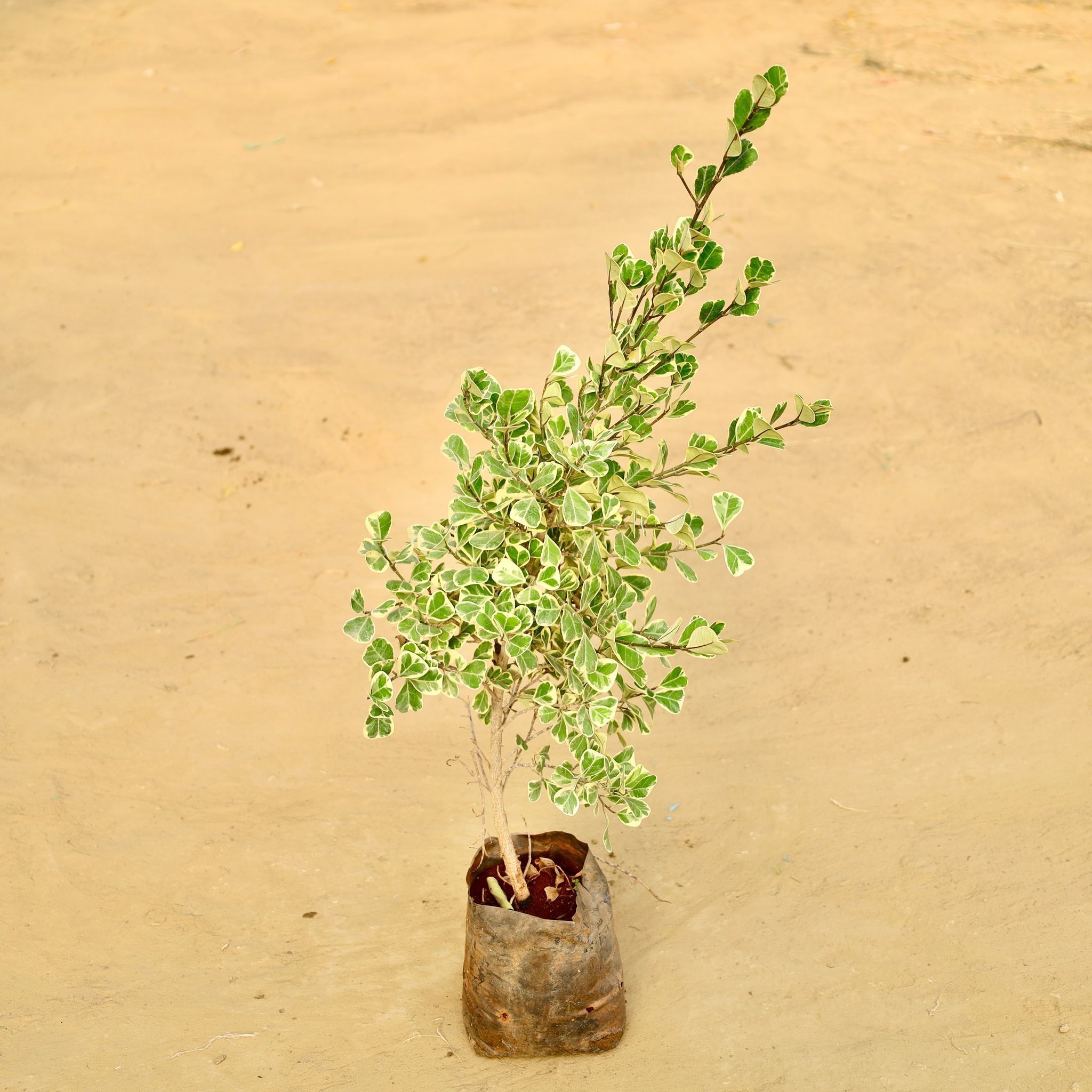 Ficus Triangularis (~ 2.5 Ft) in 5 inch Nursery Bag