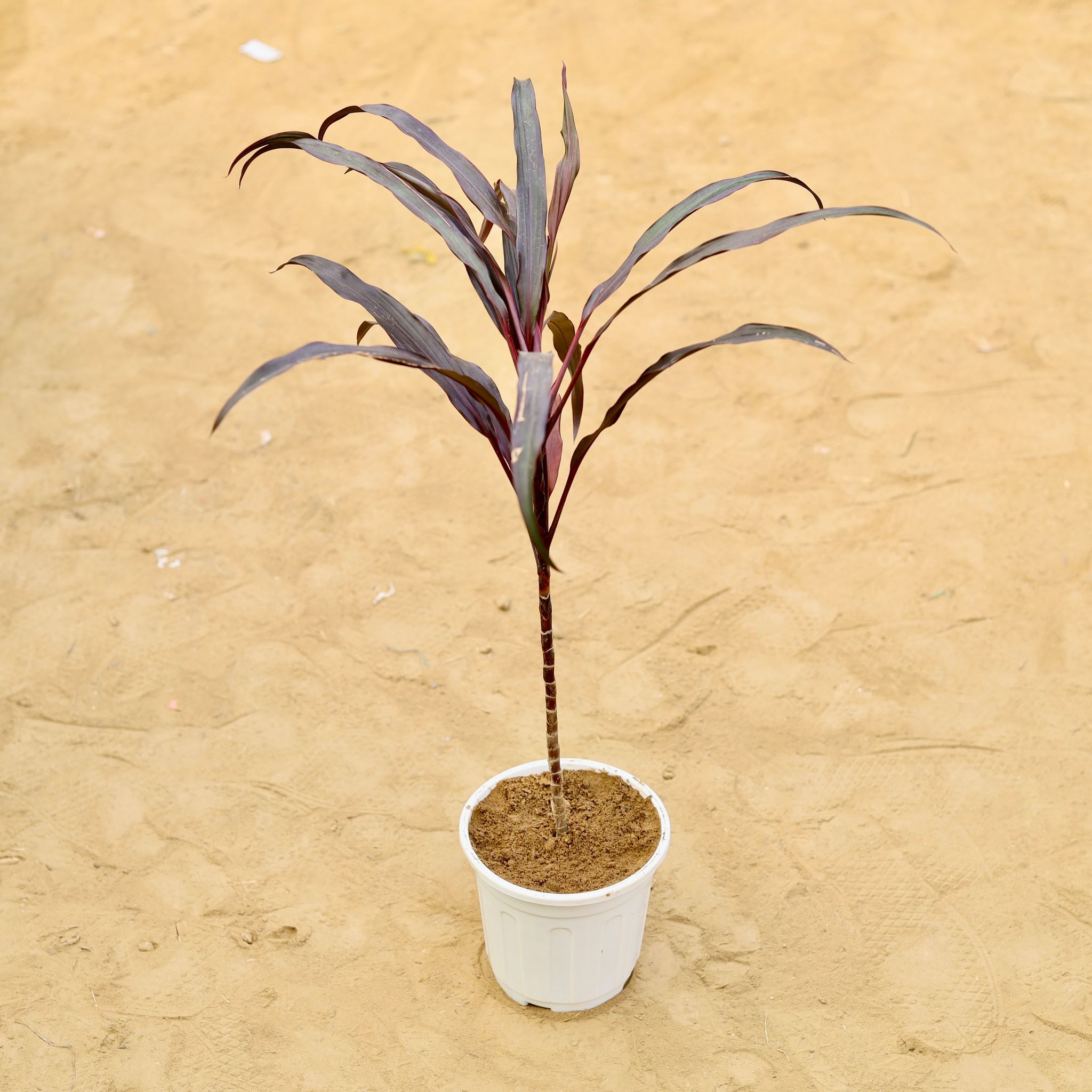 Dracaena Narrow Red (~ 2.5 Ft) in 6 inch White Premium Orchid Round Plastic Pot