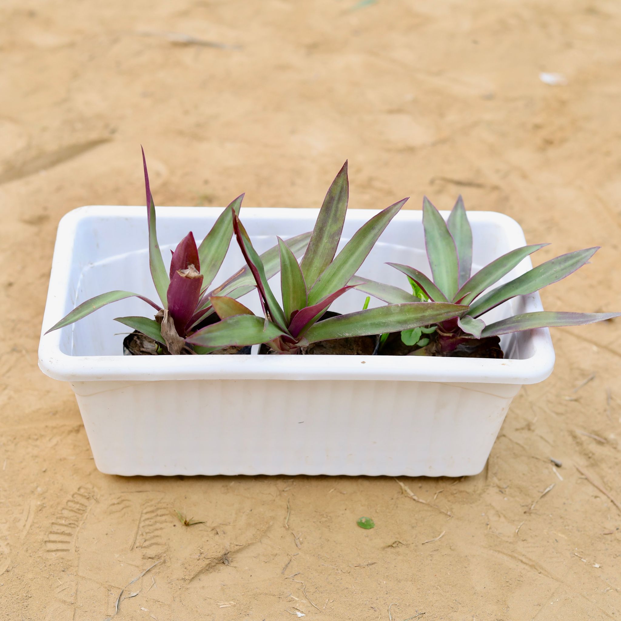 Three Rhoeo / Durangi in 14 Inch White Premium Jupiter Rectangular Window Planter