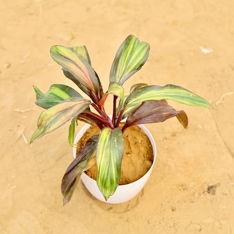 Dracaena Cordyline Brown in 6 Inch Live Fresh Plant White Premium Orchid Round Plastic Pot in Mumbai Mumbai