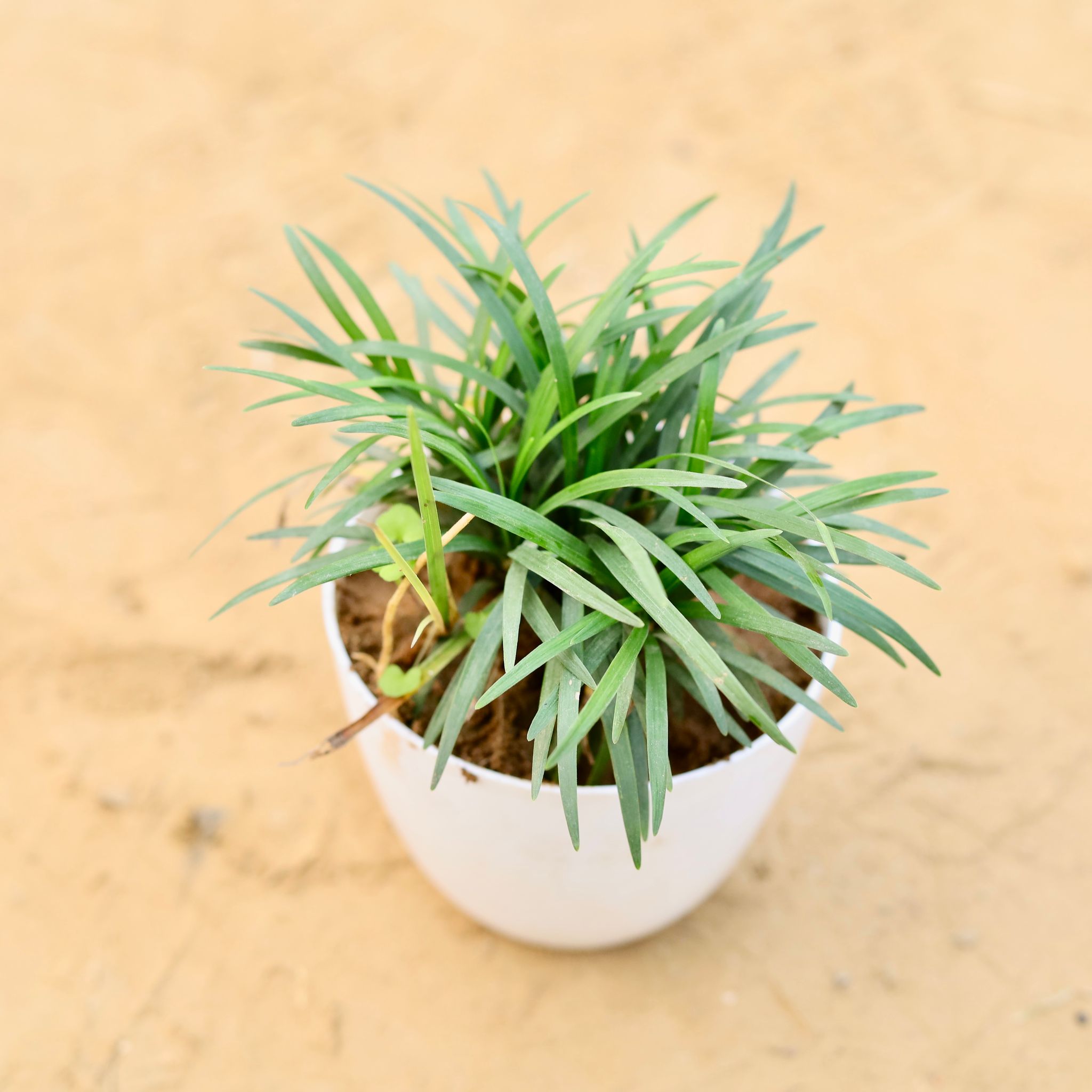 Grass Black in 4 Inch White Premium Orchid Round Plastic Pot