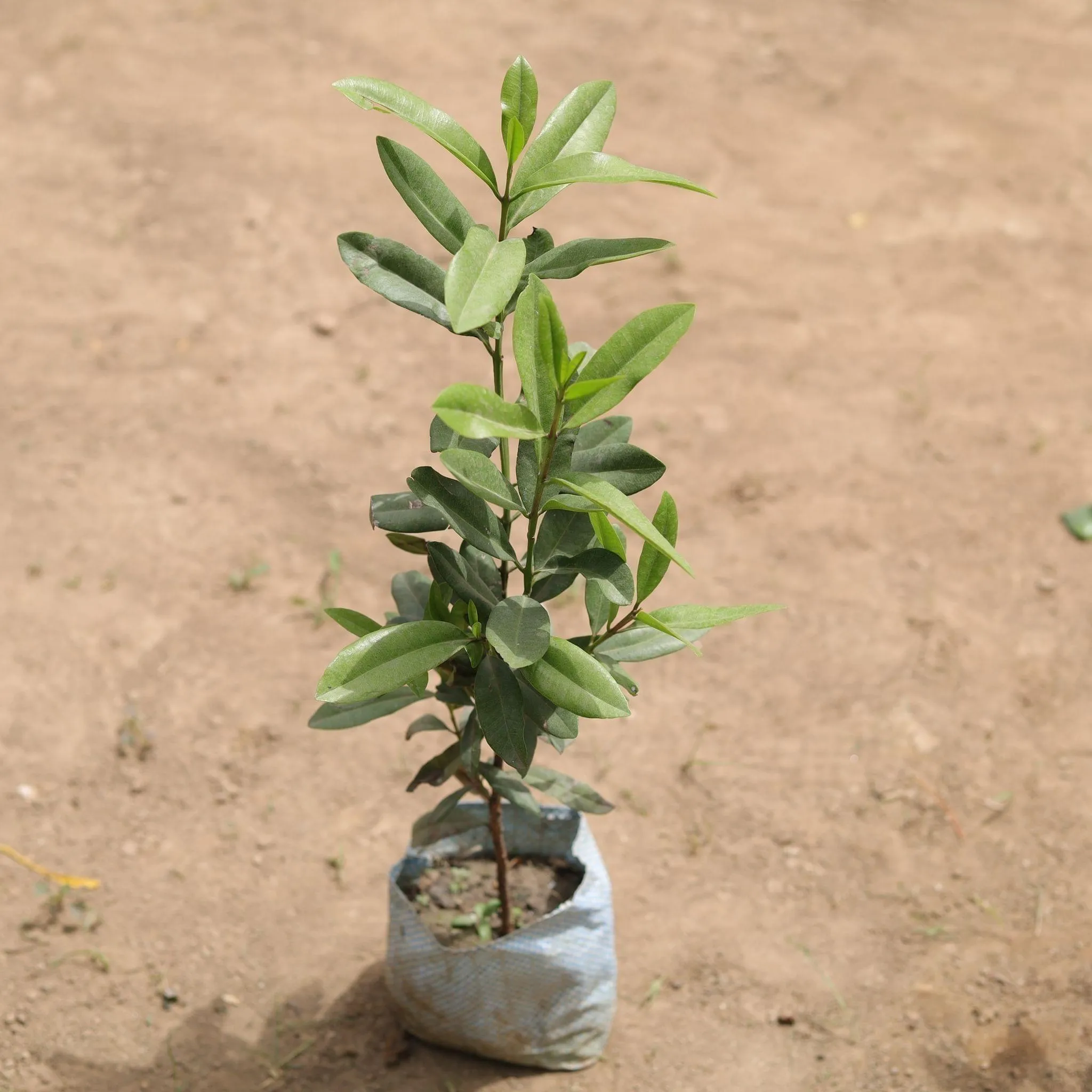 All Spice Plant in 5 Inch Nursery Bag
