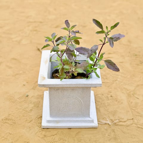 Shyama Tulsi Bushy in 09 X 09 Inch White Premium Tulsi Planter Fiberglass Planter - Durable large size decoratiive fiber pot for indoor outdoor plants with 5 year warranty